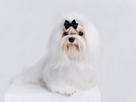 Wheaton, IL Family Law Attorney